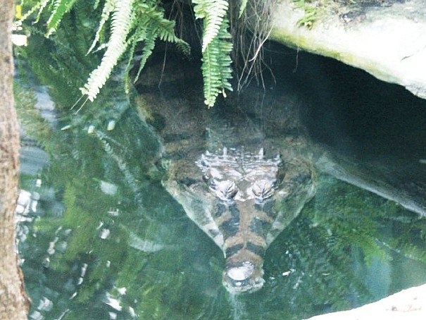 PŘI PROHLÍDCE pavilonu Vodní světy můžete spatřit i krokodýly.