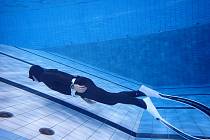 Freediving - Krkocup 2025 v Trutnově.