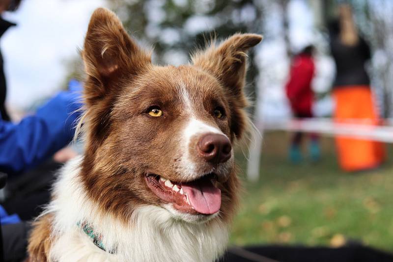 Třetí ročník závodů psí agility v Čisté v Krkonoších.