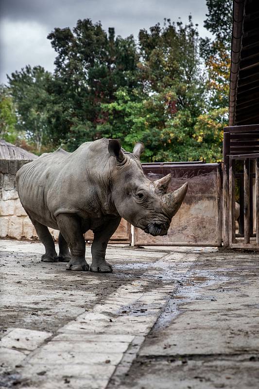 Safari Park Dvůr Králové získal z Německa na posílení chovu nosorožců bílých jižních osmadvacetiletého samce jménem Kusini.