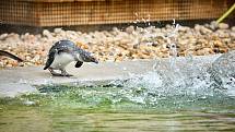 Tučňáci brýloví se stali velkou atrakcí v Safari Parku Dvůr Králové.