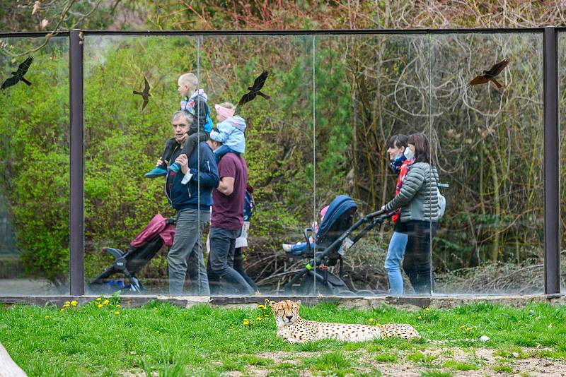 V sobotu dorazilo do Safari Parku Dvůr Králové 3374 lidí.