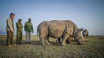 Ošetřovatelé navštěvují Najin a Fatu den před procedurou. Dvě samice byly podstoupily dva týdny před zákrokem ovariální stimulací. Najin je v popředí, Fatu je za ní a v pozadí jeTauwo, jižní bílý nosorožec.