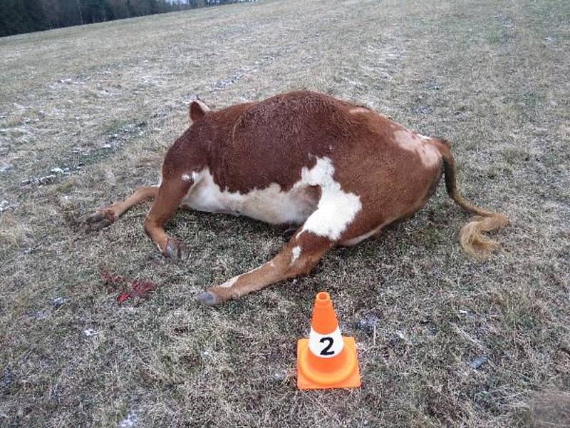 Při páteční srážce na silnici mezi Výšinkou a Stříteží uhynulo tele, vběhlo pod auto.