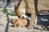 Lvice Khalila porodila ve Dvoře Králové dvě koťata lvů berberských. Ta se v safari parku narodila po třicetileté přestávce.