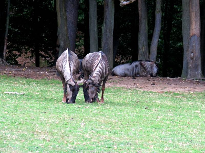 Africké dny v Safari parku Dvůr Králové nad Labem.