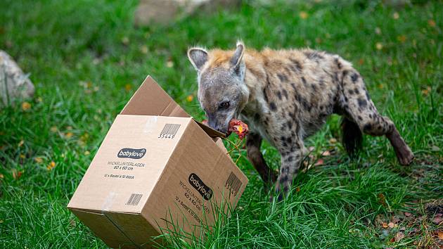 Zvířata v zoo nemají zábavu v podobě návštěvníků. Pro zpestření proto dostaly některé šelmy jídlo stejně jako teď vydávají restaurace: do krabičky s sebou.