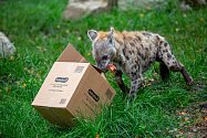 Zvířata v zoo nemají zábavu v podobě návštěvníků. Pro zpestření proto dostaly některé šelmy jídlo stejně jako teď vydávají restaurace: do krabičky s sebou.