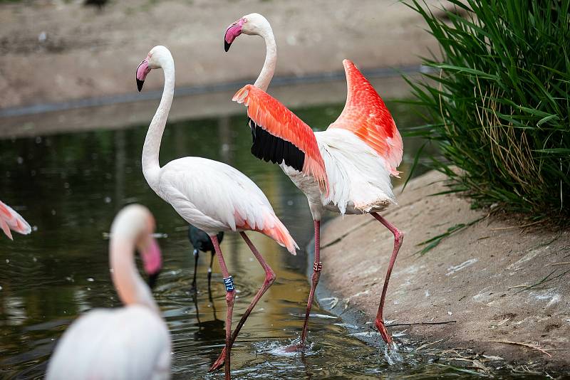 Safaripark Dvůr Králové nad Labem? Zoo v sezoně láká hlavně na nový výběh pro gepardy a nové pavilony.