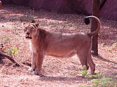 Zoo má dva nové lvy, přijeli z Indie