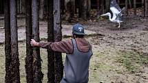 Odchyt pelikánů v safari v zoo Dvůr Králové nad Labem.