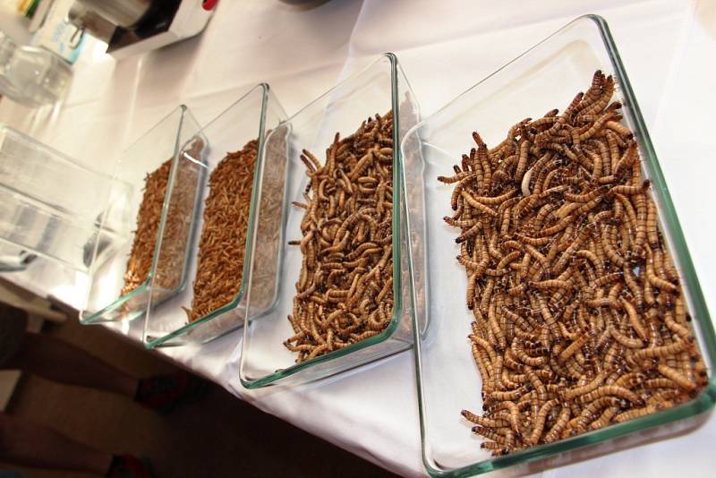 Hmyz na talíři aneb Bulánkovo terno s červy, sarančaty a šváby