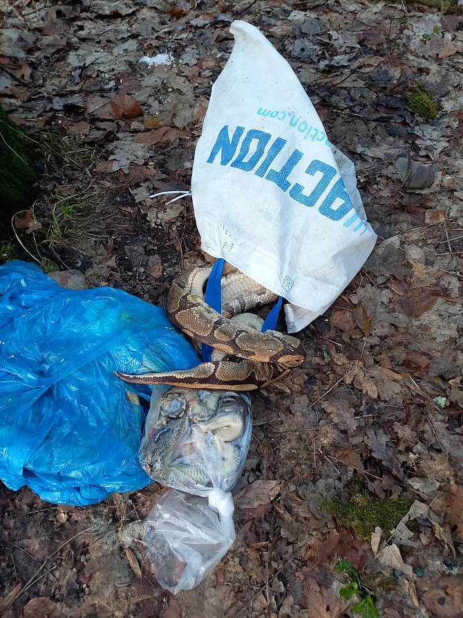 Igelitové tašky nalezené u lesa u Kocbeří ukrývaly šokující obsah: tři mrtvé krajty.