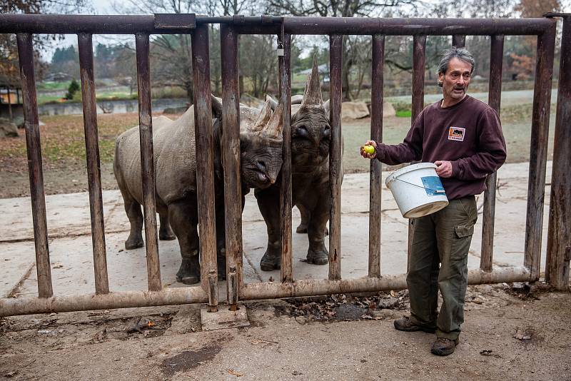 Dvorský Safari park chystá přesun pěti nosorožců z Evropy do Afriky.