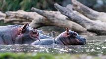 Mládě hrocha se narodilo v pátek v Safari Parku Dvůr Králové přímo do vody přírodního jezera.