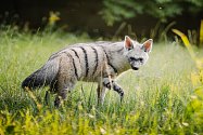 V safari parku se narodily hyenky hřivnaté. V chovu uspěla jen hrstka zahrad na světě, v Česku dosud žádná