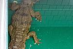 Safari Park Dvůr Králové získal na konci listopadu ze španělské Valencie samici vzácného krokodýla štítnatého.