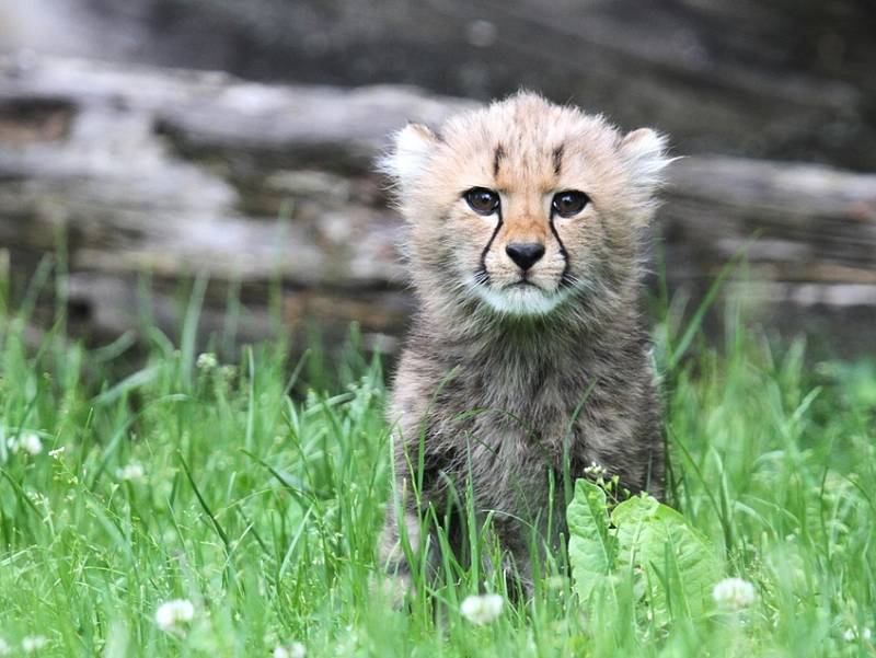 Mladí gepardi vyběhli mezi návštěvníky zoo