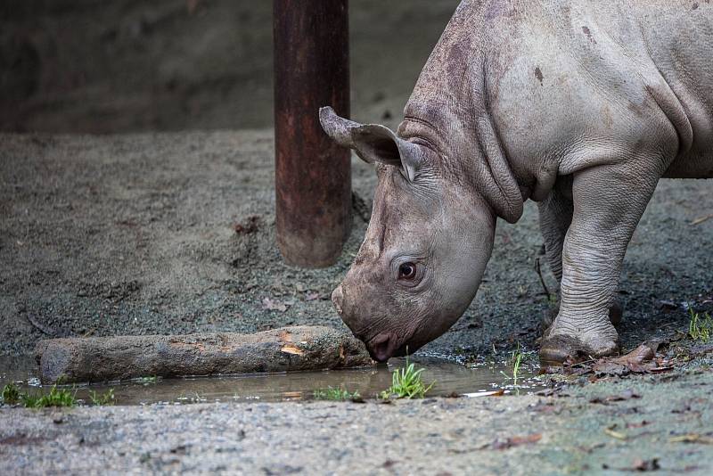 Mládě vzácného nosorožce dvourohého je celkově už 45. nosorožcem tohoto druhu narozeným ve dvorské zoo. Matkou se podruhé stala samice Etosha. 