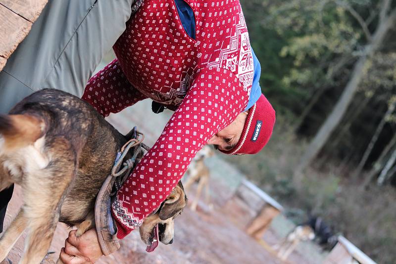 Musher Jiří Vondrák trénuje se svojí psí smečkou.