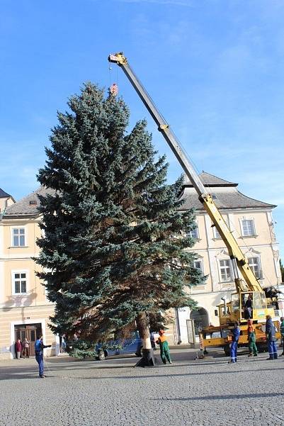 Vánoční strom přivezli na Palackého náměstí v Kutné Hoře ve čtvrtek 23. listopadu.