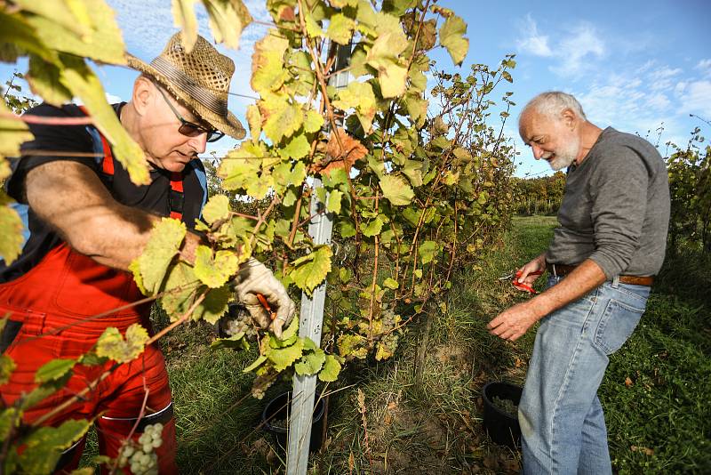 Sklizeň hroznů na vinici U Všech svatých v Kutné Hoře.