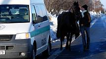 Splašeného jezdeckého koně museli odchytit strážníci městské policie. 30.1.2010
