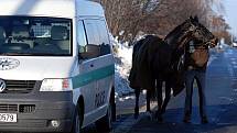 Splašeného jezdeckého koně museli odchytit strážníci městské policie. 30.1.2010