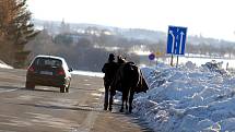 Splašeného jezdeckého koně museli odchytit strážníci městské policie. 30.1.2010