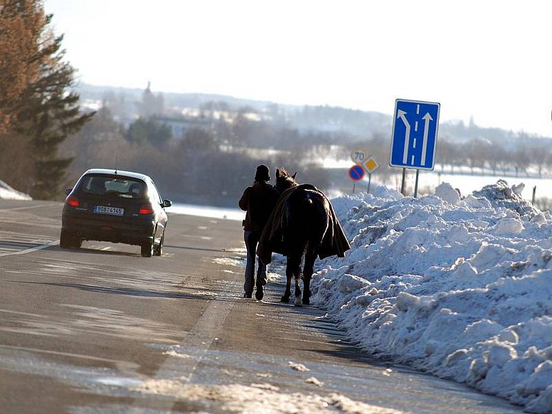 Splašeného jezdeckého koně museli odchytit strážníci městské policie. 30.1.2010