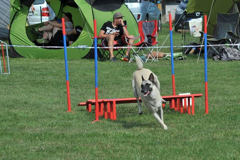 V areálu kynologického klubu se konala soutěž v agility. 