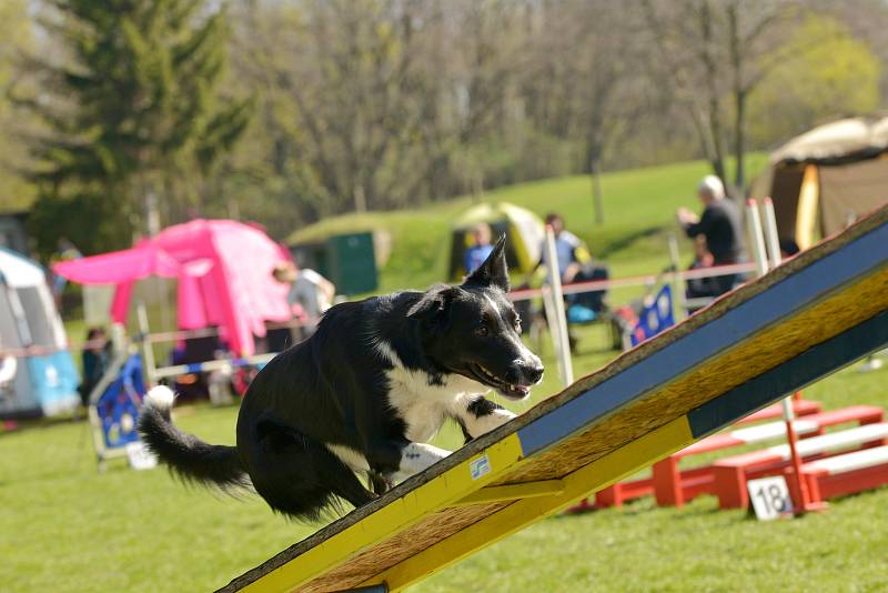 Agility závody 'O kutnohorský groš' na cvičáku v Kutné Hoře.