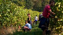 Sklizeň hroznů na vinicích společnosti Vinné sklepy Kutná Hora.