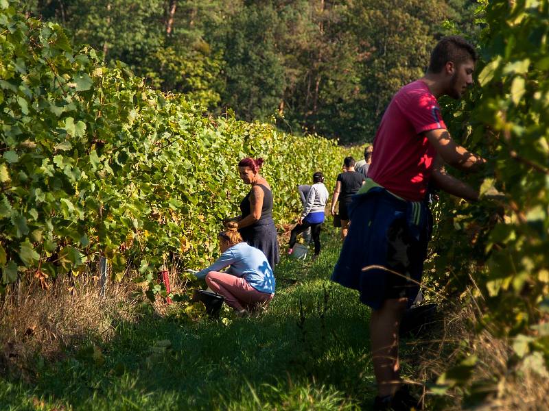 Sklizeň hroznů na vinicích společnosti Vinné sklepy Kutná Hora.