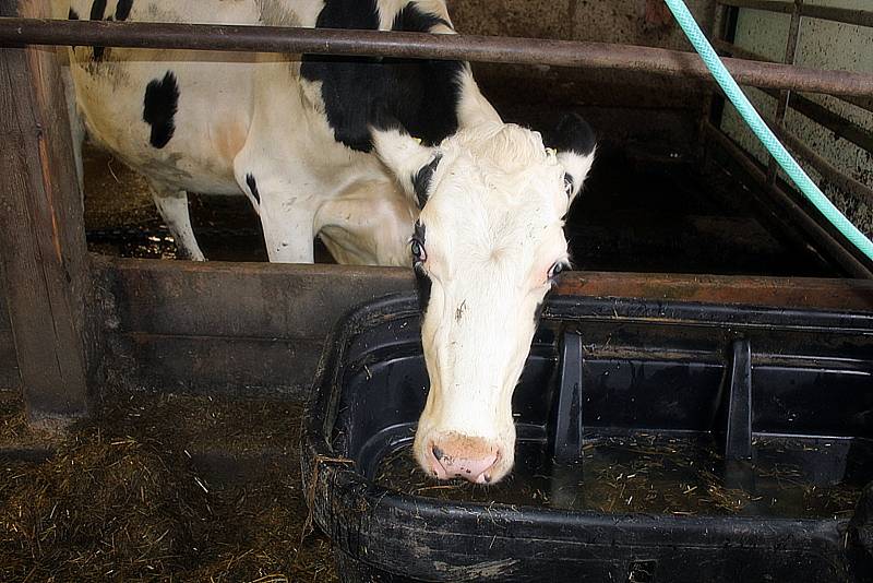 Na farmě rodiny Cihlářových v Milošovicích.