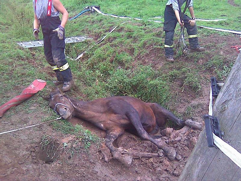 Profesionálním hasičům z Kutné Hory a Uhlířských Janovic se podařilo kobylu vyprostit po necelé hodině. 