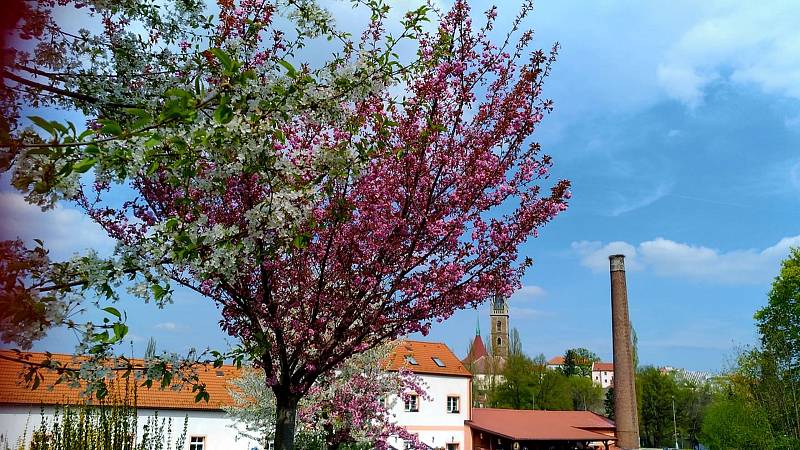 Dvoubarevná sakura kvete v čáslavských Vodrantech.