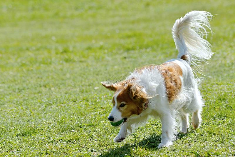 Agility závody 'O kutnohorský groš' na cvičáku v Kutné Hoře.