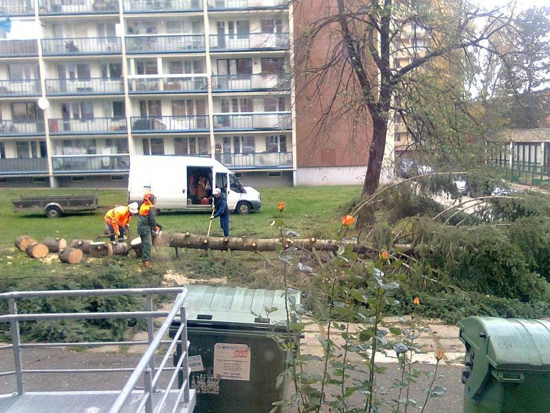 Větrem narušený smrk na sídlišti mezi ulicemi Masarykova a Trebišovská v Kutné Hoře.