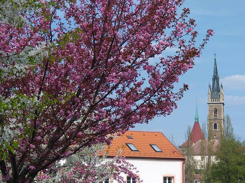 Dvoubarevná sakura kvete v čáslavských Vodrantech.