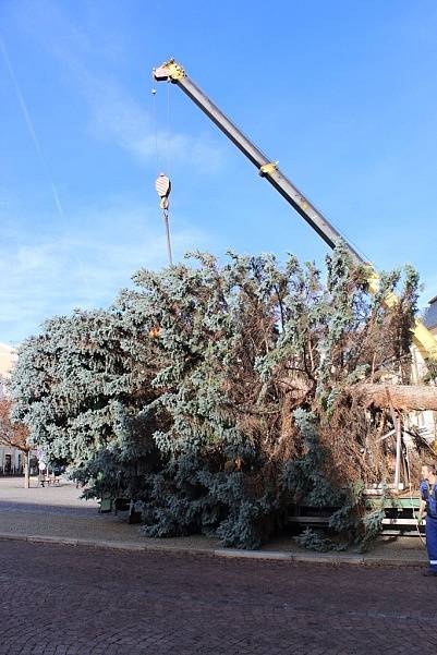 Vánoční strom přivezli na Palackého náměstí v Kutné Hoře ve čtvrtek 23. listopadu.