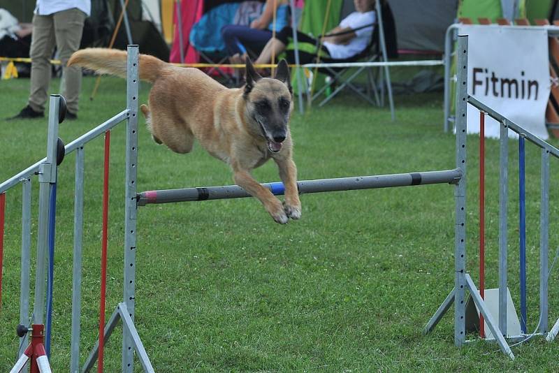 V areálu kynologického klubu se konala soutěž v agility. 