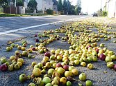Jablka napadaná podél silnice v Žehušicích.
