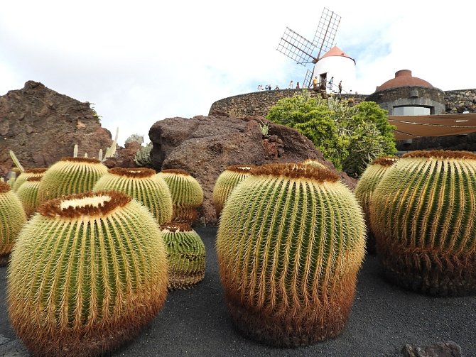 Kaktusová zahrada Jardin de Cactus de Lanzarote.