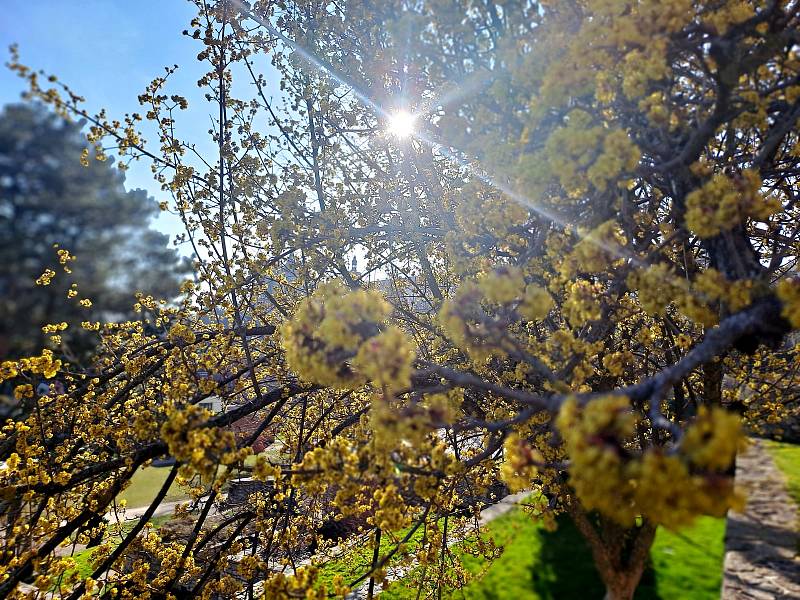 Jarní atmosféra v parku pod Vlašským dvorem v Kutné Hoře.