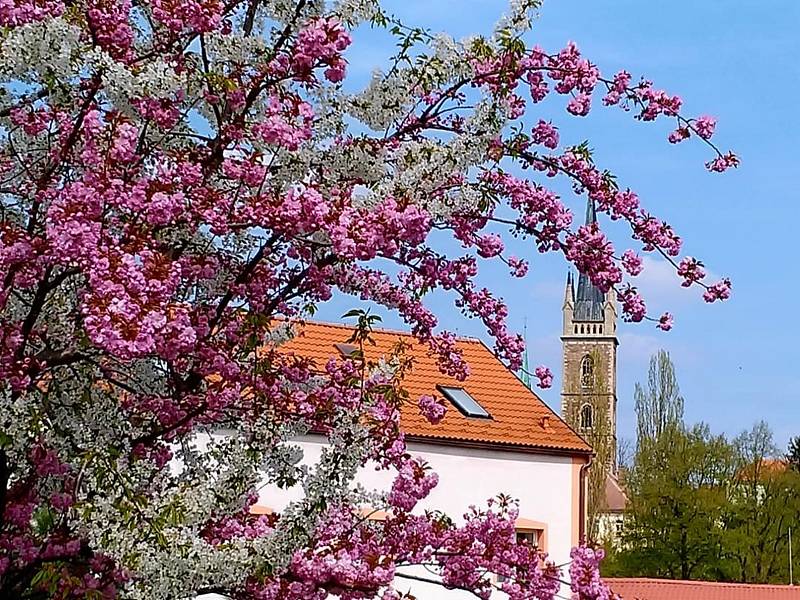 Dvoubarevná sakura kvete v čáslavských Vodrantech.