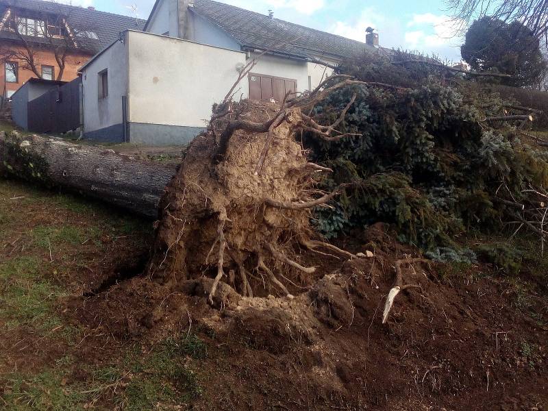 Další pořádný "macek" lehl v důsledku silného větru k zemi v pondělí 10. února 2020 po 14. hodině na Kaňku. V průběhu odpoledne jej odstraňovali pracovníci Technických služeb Kutná Hora.