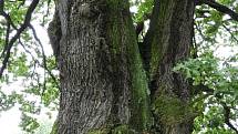 Strom v Čejkovicích nabíjí energií.