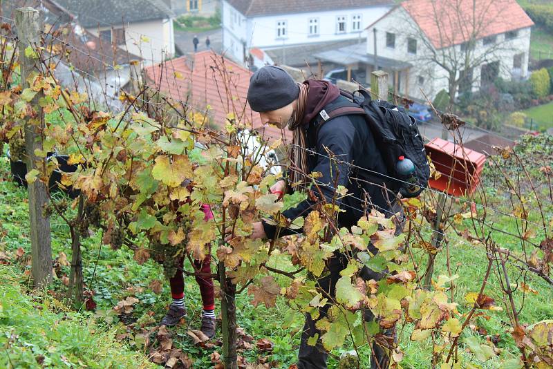 Slavnostní sklizeň vinice Pod Barborou v Kutné Hoře