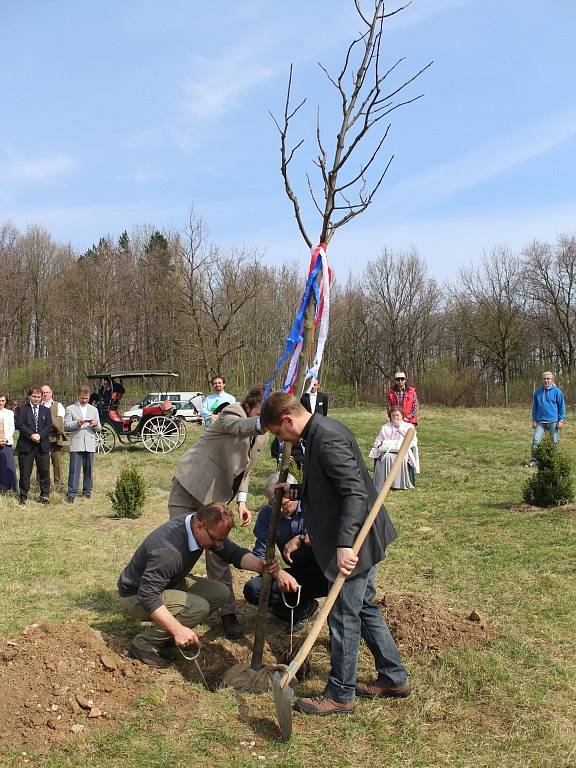 Sázení lípy moudrosti v Kutné Hoře.